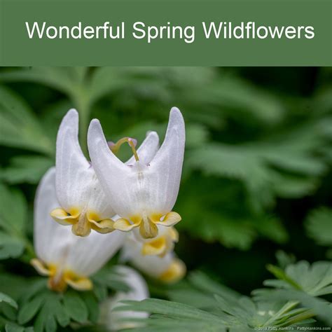 Wonderful Spring Wildflowers | Beautiful Flower Pictures Blog