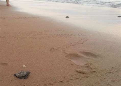 Tartarugas marinhas nascem no litoral de Maceió 13 04 2015 UOL Notícias