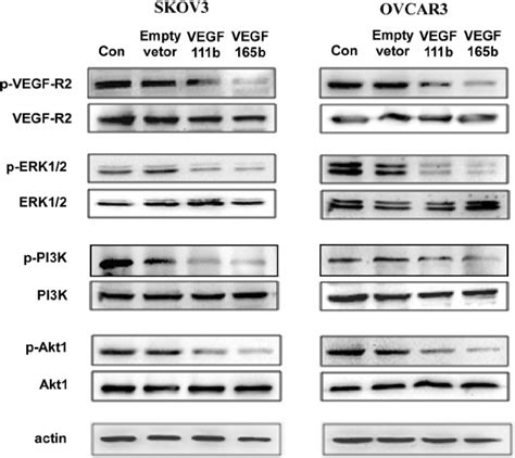 Vegf111b Overexpression Reduces Vegf R2 Phosphorylation And Its Download Scientific Diagram