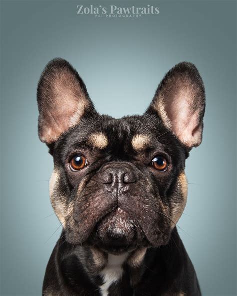 Black And Tan French Bulldog Dog Photography Animal Photography