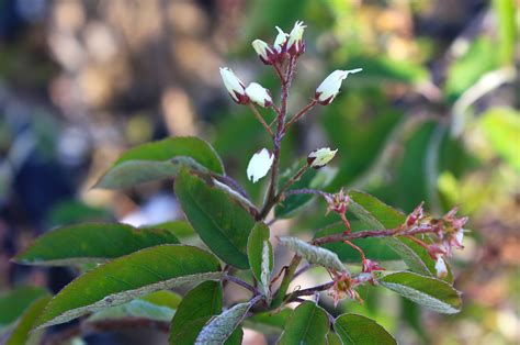 Serviceberry Flw Ontario Native Plant Nursery Container Grown