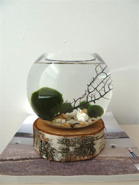 Marimo Terrarium Japanese Moss Ball Aquarium Fishbowl Glass Vase