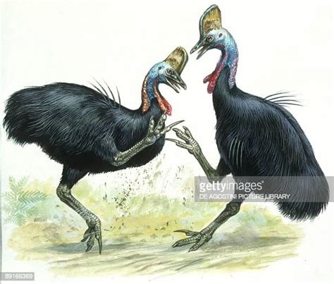 Males Southern Cassowaries Fighting Illustration News Photo Getty Images