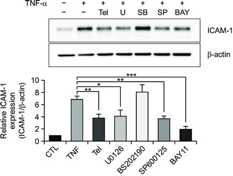 Telmisartan Regulates Intercellular Adhesion Molecule Icam