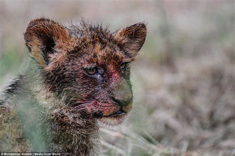 Lion Cubs Show Their True Colours As They Emerge From Feasting Covered