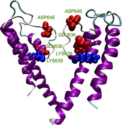 A Homology Model For The Pore Region Of Trpv Depicting The Positions