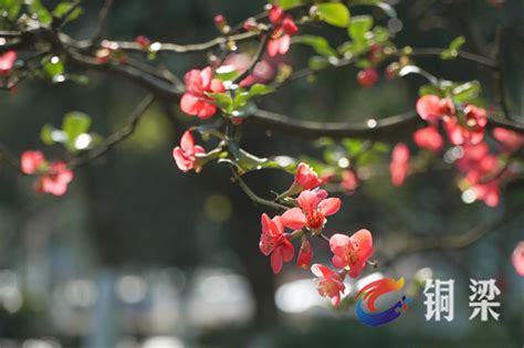 Lets Enjoy A Beautiful Day With Chinese Flowering Crabapples