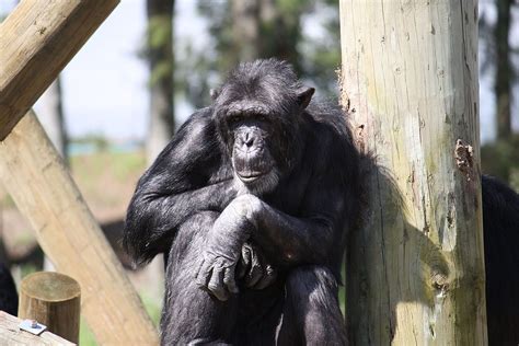 Hamilton Zoo Adrian Hodge