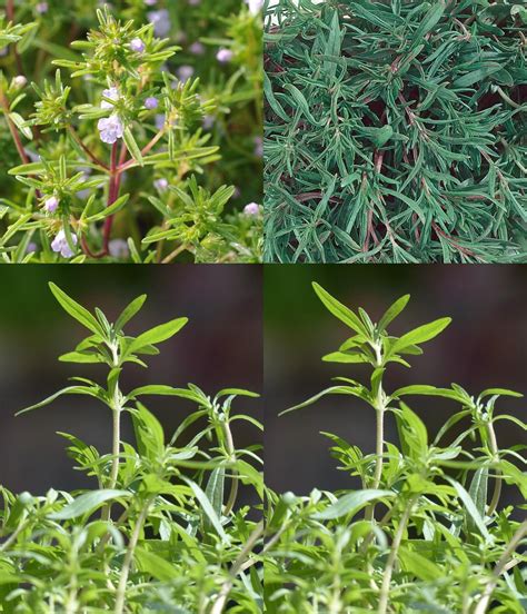 Summer Savory Seeds Savory Savoury Satureja Hortensis Etsy