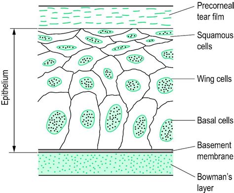 Medical Dictionary Corneal Basal Cell Squamous Cell Bowman Uni