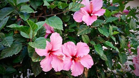 Hibiscus diseases: characteristics and pests - Global Gardening Secrets