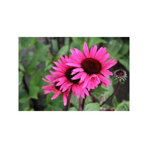 Echinacea Purpurea Fatal Attraction Le Chatel Des Vivaces