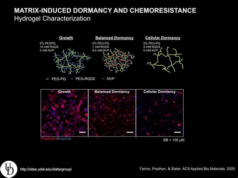 Tissue Engineering And Breast Cancer Dormancy Slater Lab