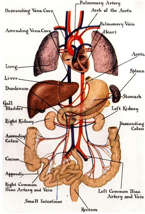 Human Internal Organ Anatomy Gross View Anatomynote Human