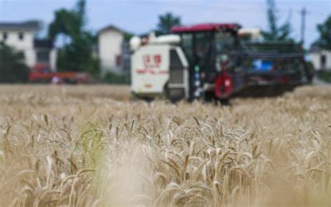 夏收逢雨，周全應對保顆粒歸倉｜新京報社論 新浪香港