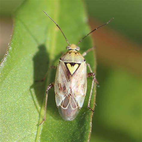 Lygus Bug Lygus Bugguidenet