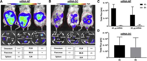 Mrna Nps And Mrna Dcs Differ In Their In Vivo Biodistribution After