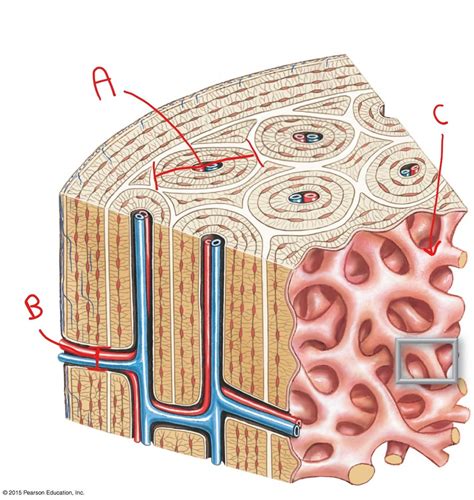 Bone Lab Quiz Diagram Quizlet