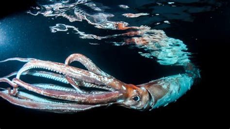 Giant squid: Diver captures stunning photos of rare 8-foot sea creature ...