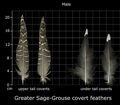 The Feather Atlas Feather Identification And Scans U S Fish And