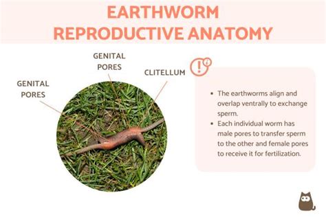 How Are Worms Born? - Earthworm Reproduction With Diagrams