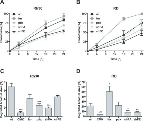 Migration And Invasion Of Rms Cells Is Influenced By Furin Activity A