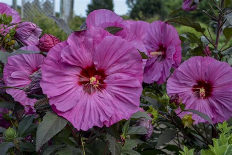 Summerific® Berry Awesome Rose Mallow Hibiscus Hybrid Proven Winners