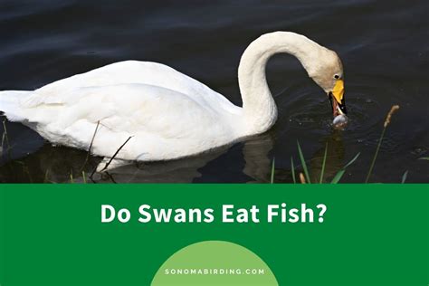 Do Swans Eat Fish? - Sonoma Birding