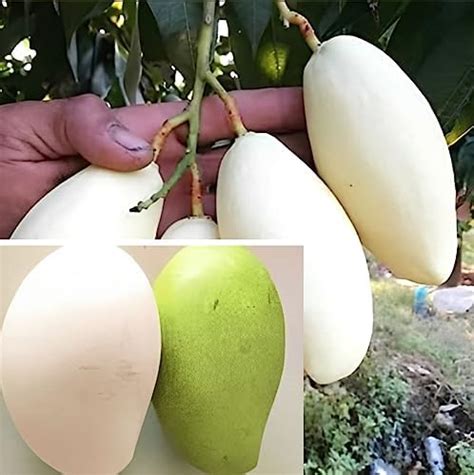 M Tech Gardens Rare Dwarf Thailand Mango Healthy Live Plant 45cm