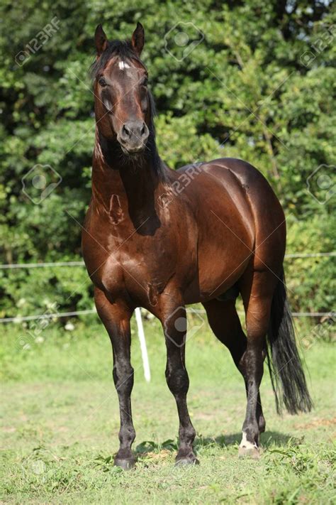 Nice Young Horse Standing In Front Of Nature Background Stock Photo