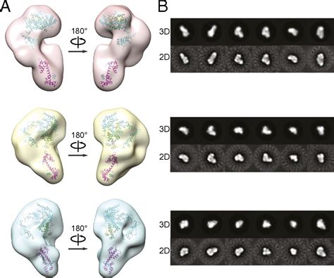 Architecture Of The Human Xpc Dna Repair And Stem Cell Coactivator