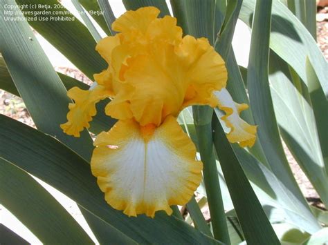 Plantfiles Pictures Border Bearded Iris His Honor By Betja