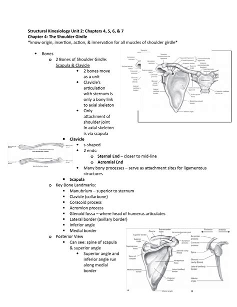 Structural Kins Unit 2 Notes Shoulder Girdle Structural