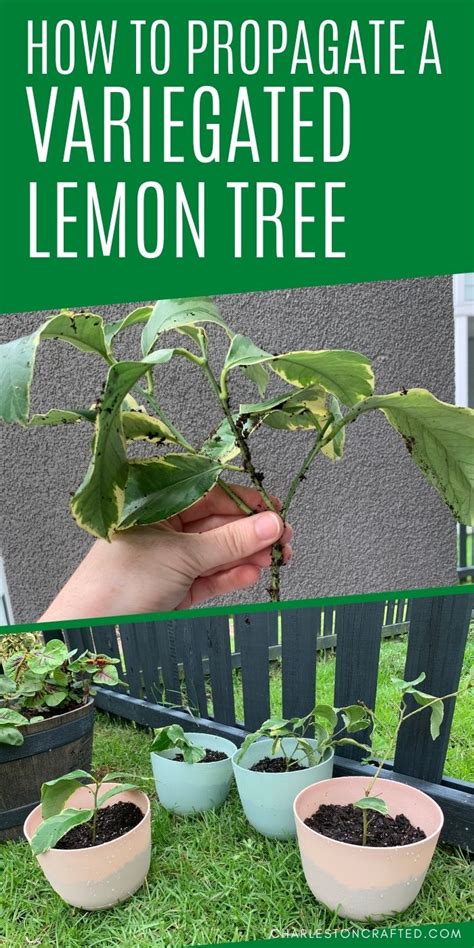 How To Propagate A Variegated Lemon Tree Keep Your Plants Alive