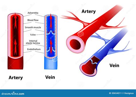 Arteria Y Vena Vector Ilustraci N Del Vector Ilustraci N De M Dico