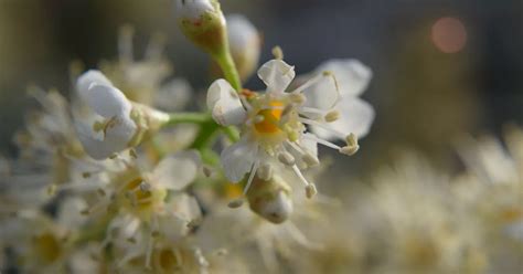 Prunus Lauroc Caucasica Kaukasische Lorbeerkirsche Baumschule