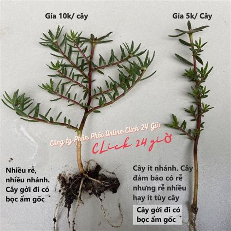 10 Cành Giống Hoa Mười Giờ Bonsai Loại Chuyên Nuôi Gốc To Để Làm Bonsai