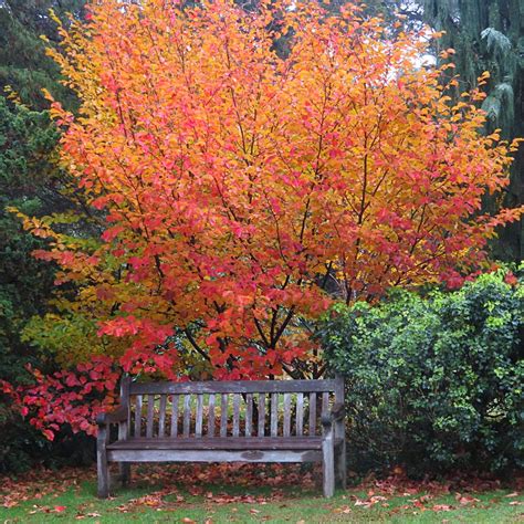 Gradina Bijoux Hamamelis Vernalis Amethyst 10l