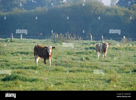 Fleischrinder Hi Res Stock Photography And Images Alamy