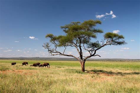 Elefante África Tierra Foto Gratis En Pixabay Pixabay