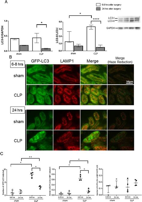 Cecal Ligation And Puncture CLP Induces Autophagy In The Kidney Of