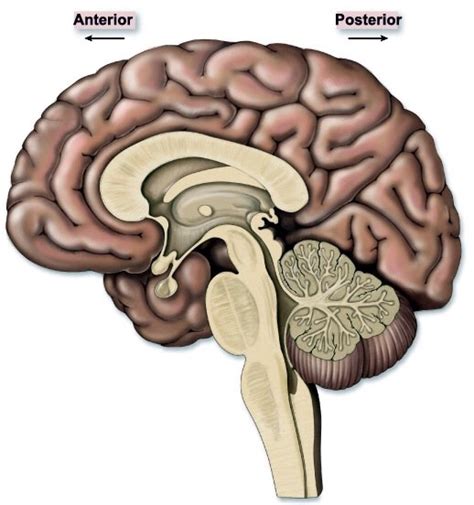 Brain Interior View Diagram Quizlet