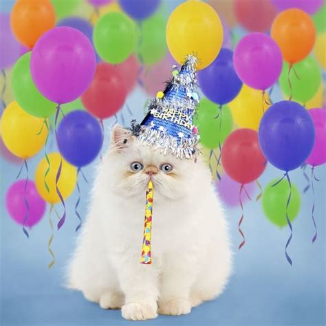 Happy Birthday Lightningpaw Blogclan