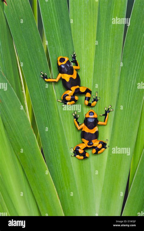 Bumblebee Poison Dart Frog Guyana Banded Dart Frog Dendrobates