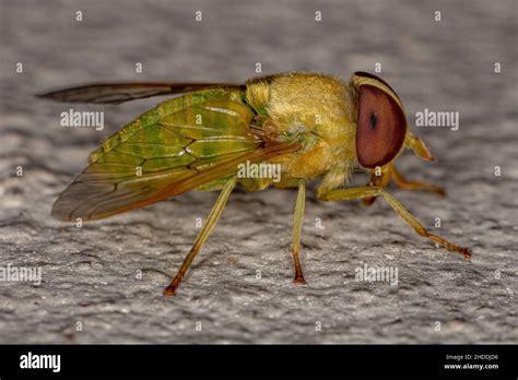 Orthorrhaphan Flies Hi Res Stock Photography And Images Alamy