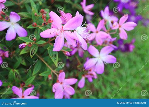 A Tibouchina Urvilleana Tibouchina Semidecandra Flowers Of Kerala