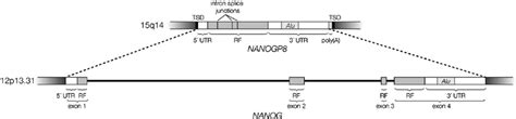 Comparison Of Nanogp With Its Parent Gene Nanog Utr