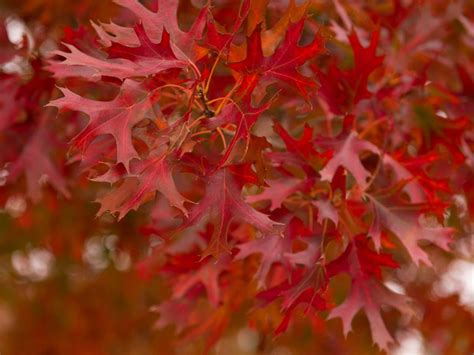 Shumard Red Oak Tree Dallas Texas Treeland Nursery Red Oak Tree