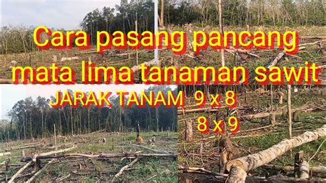 Cara Pasang Pancang Mata Lima Tanaman Sawit X Dan X Youtube