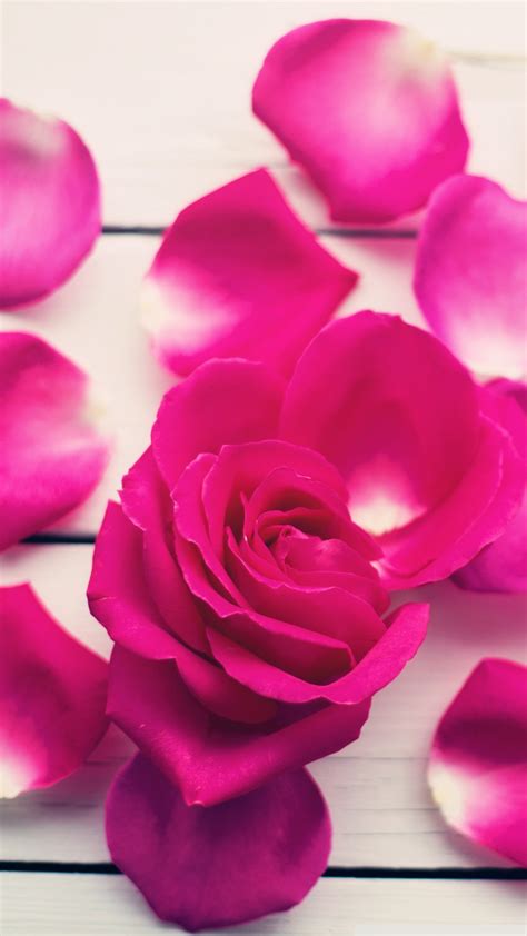 Rose Wallpaper pink rose petals wallpaper 1080x1920 - Supportive Guru